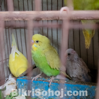 বাজরিগার পাখি ৫ পিছ ১০০০ টাকা